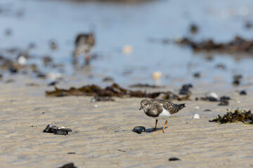 Ruddy Turnstone Arenaria interpres on low tide on a sandy beach in Normandy, France