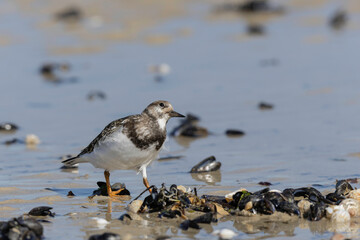 Ruddy Turnstone Arenaria interpres on low tide on a sandy beach in Normandy, France