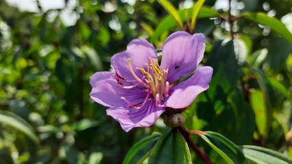 Flowers on the garden