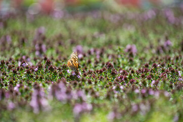 Schmetterling auf Thymian 