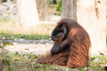 Close up a Funny Orangutan on Feeding time