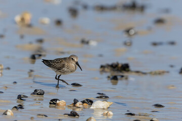 Dunlin Calidris alpina walking on a sandy beach on low tide in Normandy in France