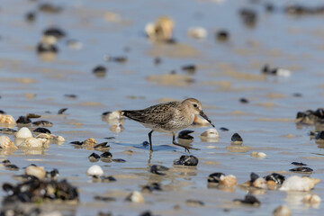 Dunlin Calidris alpina walking on a sandy beach on low tide in Normandy in France