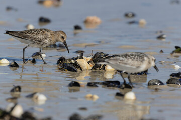 Dunlin Calidris alpina walking on a sandy beach on low tide in Normandy in France