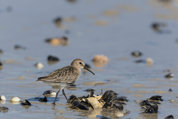 Dunlin Calidris alpina walking on a sandy beach on low tide in Normandy in France