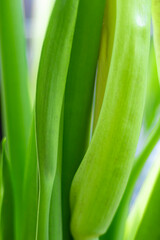 blurry leaves nature of summer green leaves natural green leaf plant used as wallpaper background