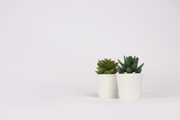 nature potted succulent plant in white flowerpot in front of white background banner with green cactus and cacti is called echeveria and pachyphytum in desert