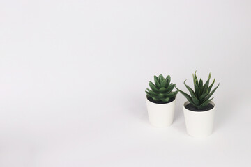 nature potted succulent plant in white flowerpot in front of white background banner with green cactus and cacti is called pachyphytum and haworthia in desert