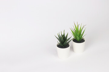 nature potted succulent plant in white flowerpot in front of white background banner with green cactus and cacti is called haworthia and century plant in desert