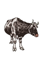 Vector color  cow standing isolated on white background, hand-drawn illustration