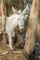 Fototapeta na wymiar Donkey in a traditional Egyptian village near Cairo, Egypt