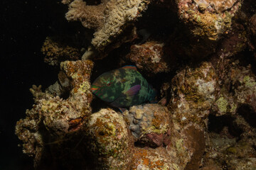 Coral reef and water plants in the Red Sea, Eilat Israel

