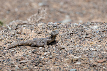 Dabb Lizard or Uromastyx in the desert, United Arab Emirates, UAE, Middle East, Arabian Peninsula