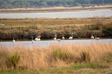Italy Tuscany Grosseto Castiglione della pescaia, maremma Diaccia Botrona, young flamingos in the lagoon feed at sunset