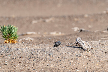 Dabb Lizard or Uromastyx in the desert, United Arab Emirates, UAE, Middle East, Arabian Peninsula