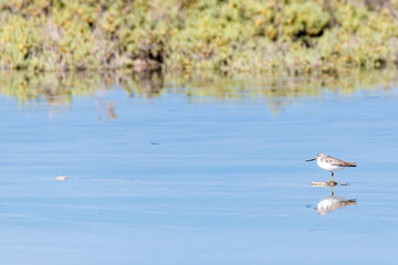 Small bird eating by low tide in a the mangrove of Umm Al Quwain, United Arab Emirates, Middle East, Arabian Peninsula