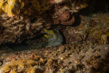 Naklejka na ściany i meble Moray eel Mooray lycodontis undulatus in the Red Sea, Eilat Israel 