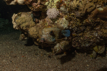 Fish swimming in the Red Sea, colorful fish, Eilat Israel
