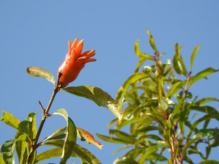 Close-up of a red pomegranate blossom highlighted by sunlight on a clear blue sky day.