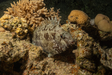 Fish swimming in the Red Sea, colorful fish, Eilat Israel

