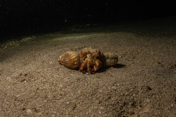 Hermit Crab in the Red Sea Colorful and beautiful, Eilat Israel