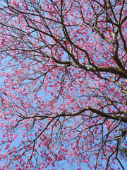 Top of a tree full of small pink flowers, view from below. Clear blue sky day.