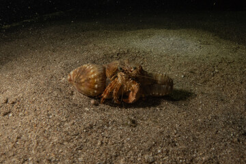 Hermit Crab in the Red Sea Colorful and beautiful, Eilat Israel