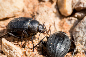 Scarab beetles in the desert of the Middle East