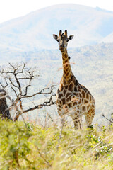 Giraffe in the wild, KwaZulu-Natal, South Africa, Africa