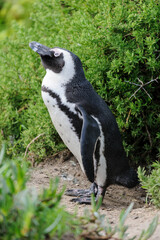 African Penguin, also known as the Black-footed Penguin, south Africa