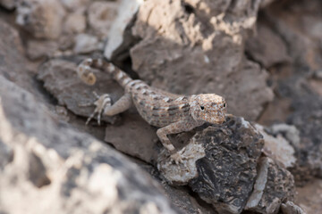 Rock semaphore gecko, Ras Al Hadd, Sultanate of Oman, Middle East, Arabian Peninsula, Wildlife...