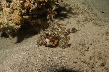 Fish swimming in the Red Sea, colorful fish, Eilat Israel
