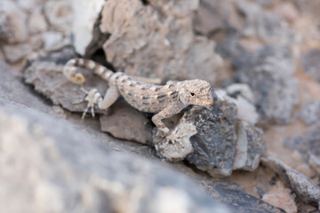 Rock semaphore gecko, Ras Al Hadd, Sultanate of Oman, Middle East, Arabian Peninsula, Wildlife observation
