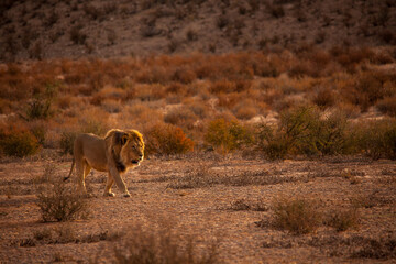 Kalahari Lion (Panthera leo) 5123