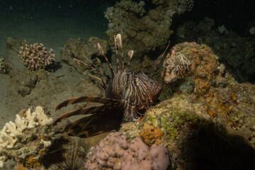 Lion fish in the Red Sea colorful fish, Eilat Israel
