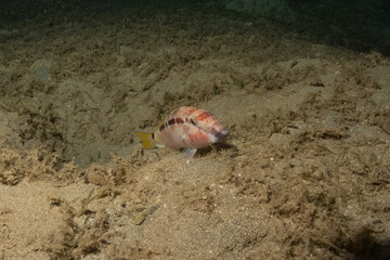Fish swimming in the Red Sea, colorful fish, Eilat Israel
