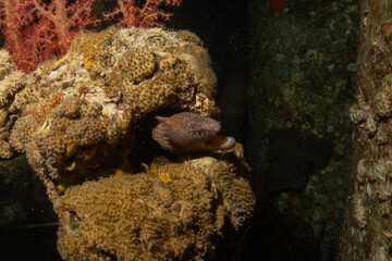 Moray eel Mooray lycodontis undulatus in the Red Sea, Eilat Israel
