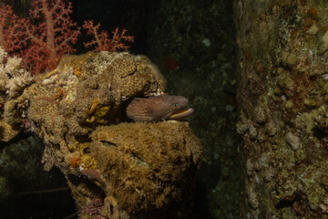 Moray eel Mooray lycodontis undulatus in the Red Sea, Eilat Israel
