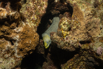 Moray eel Mooray lycodontis undulatus in the Red Sea, Eilat Israel
