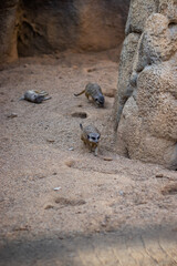 meerkat group