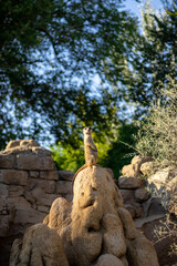 meerkat in surveillance