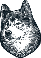 Vintage hand drawn sketch husky dog head © Cus