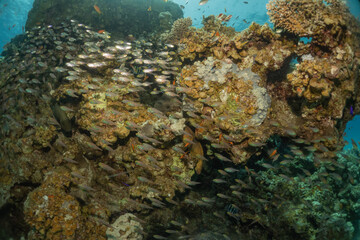 Fish swimming in the Red Sea, colorful fish, Eilat Israel
