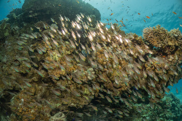 Fish swimming in the Red Sea, colorful fish, Eilat Israel
