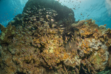 Fototapeta premium Fish swimming in the Red Sea, colorful fish, Eilat Israel 