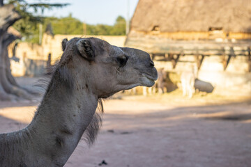 dromedary at zoo