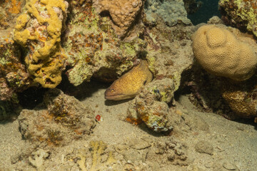 Moray eel Mooray lycodontis undulatus in the Red Sea, Eilat Israel
