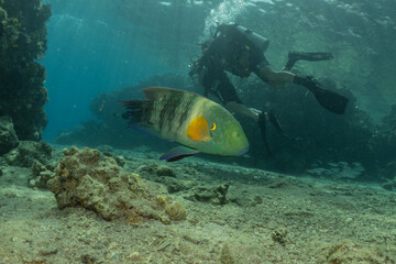 Fish swimming in the Red Sea, colorful fish, Eilat Israel
