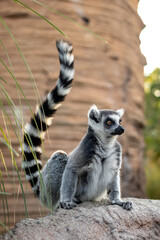 Naklejka na ściany i meble lemure allo zoo