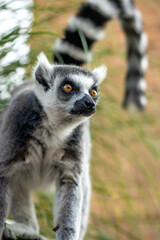 lemure allo zoo
